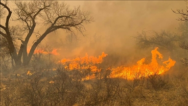 В 15 штатах Мексики бушуют лесные пожары