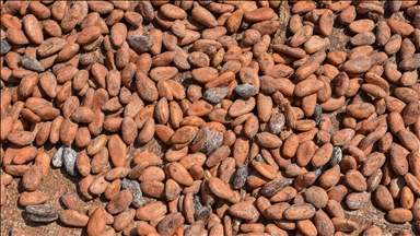 Cocoa prices nearly double on supply concerns in 3-month period