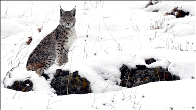 Endangered Caucasian lynx caught on video during daylight in Türkiye