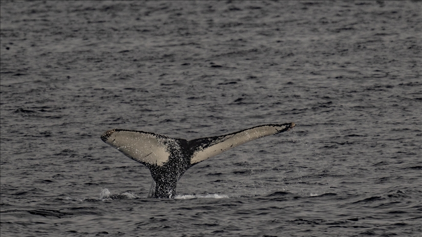 New Zealand’s indigenous king seeks personhood status for whales