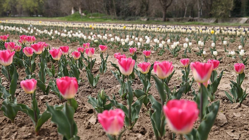 Edirne'de tarımsal çeşitlilik çiçek soğanı yetiştiriciliğiyle artırılacak 