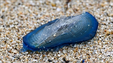 Milioni plavih meduza na kalifornijskoj plaži