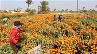 Aynısefa çiçeği, Mısırlı çiftçilerin yüzünü güldürüyor
