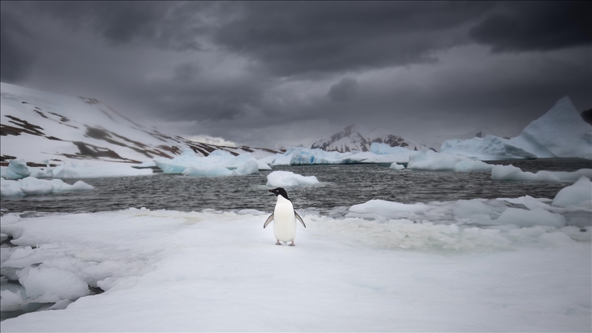 دانشمندان تُرک محافظان حیات طبیعی در جنوبگان شدند 