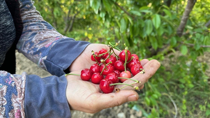 Erkenci kiraz üretim merkezi Manisa'da sezonun ilk hasadı yapıldı