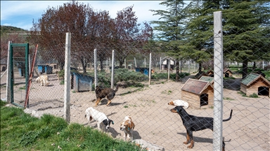 Bahçesinde 180 köpeğe bakan gönüllüye 1 milyon 731 bin 600 lira idari para cezası