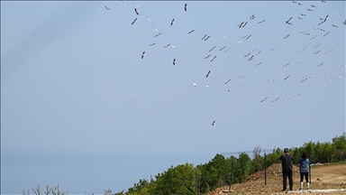 Tekirdağ'da göç eden pelikanlar görüntülendi 