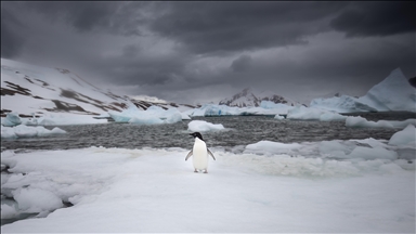 دانشمندان تُرک محافظان حیات طبیعی در جنوبگان شدند 