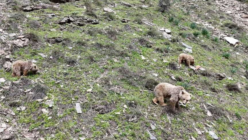 Munzur Vadisi'nde kış uykusundan uyanan bozayı ve yavruları dronla görüntülendi