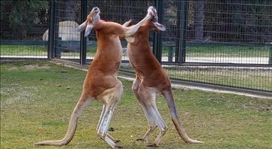 В Австралии обнаружили 3 новых вида кенгуру