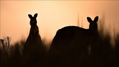 Avustralya'da araştırmacılar, nesli tükenmiş 3 yeni kanguru türü keşfetti