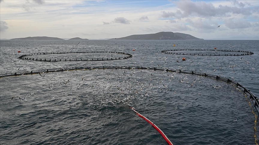 Türkiye'nin su ürünleri ihracatı geçen yıl 1,6 milyar doları aştı