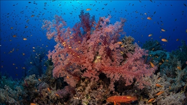 Потепление океанов приводит к обесцвечиванию кораллов в мире в четвертый раз
