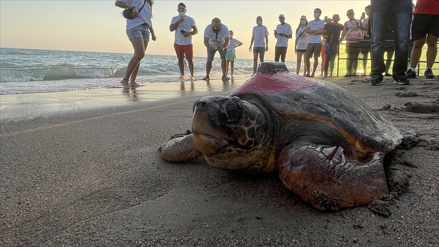 Sinyali kesilen caretta Tuba'nın mayısta evine dönmesi bekleniyor