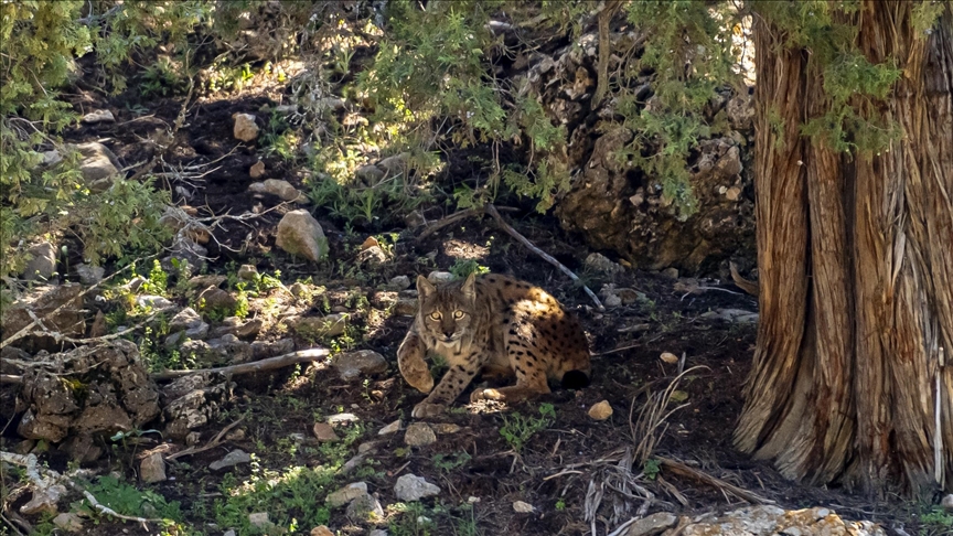 Endangered lynx spotted in southern Türkiye