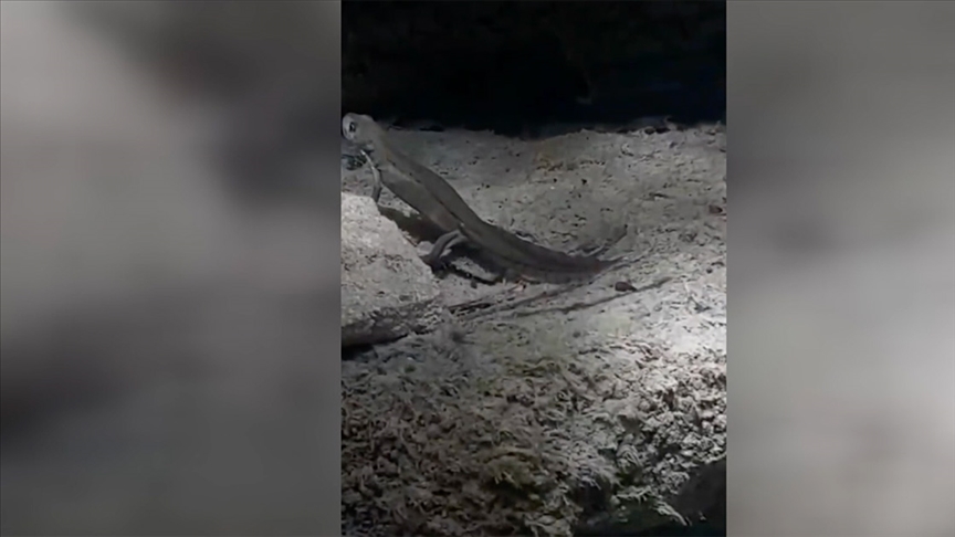 Sinop'ta kuzey şeritli semenderi görüntülendi