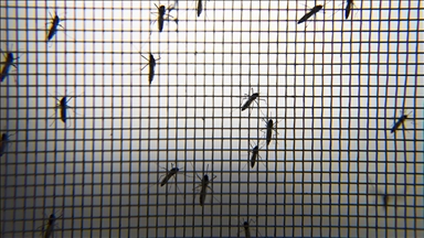 Во Франции в преддверии Олимпийских игр выявлено рекордное число случаев лихорадки денге