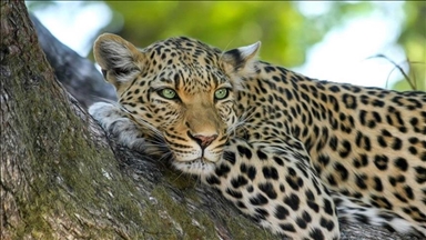 Мајка го спаси своето двегодишно дете од челустите на леопард во Замбија