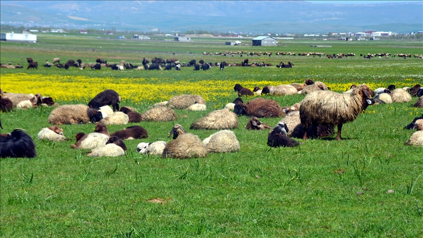 Li Mûşê bi germbûna hewayê ra welatî pezên xwe li çolê diçêrînin