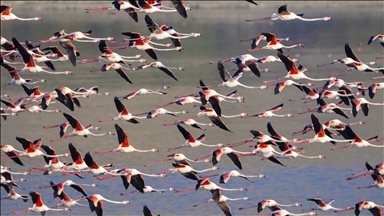 Hiljade flamingosa na jezerima nadomak Ankare