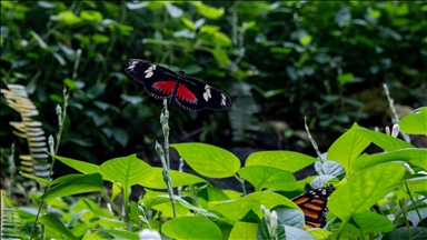 "الأكبر أوروبيا".. حديقة الفراشات بقونيا التركية تستعيد ألقها