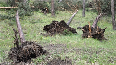 Sivas'ta etkili olan hortum çam ağaçlarını kökünden söktü 