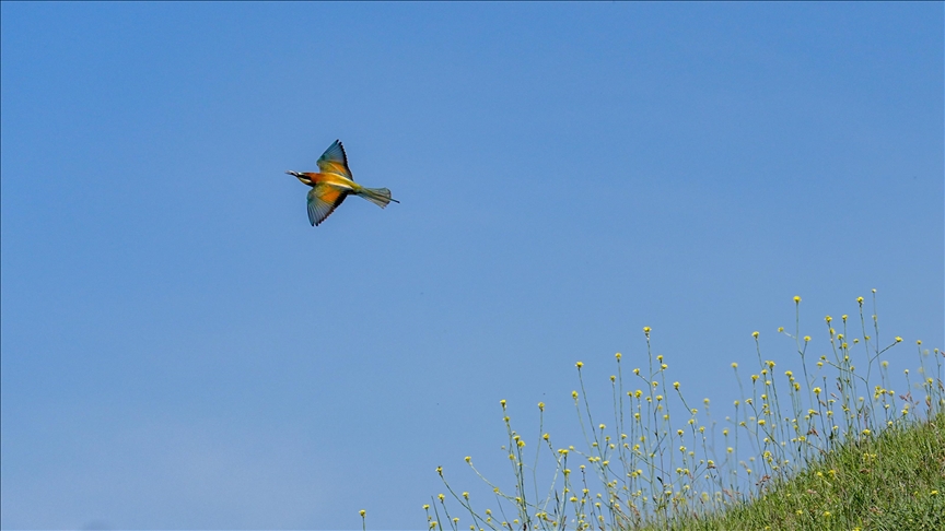 Kışı Afrika'da geçiren arı kuşları üremek için Diyarbakır'a geldi