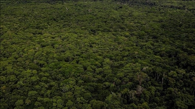 Les dirigeants japonais et brésiliens conviennent de protéger la forêt amazonienne