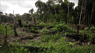 Japanski i brazilski lideri žele sarađivati na zaštiti amazonske prašume