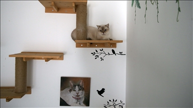 Fethiye'de yaşayan İngiliz kadın bakıma muhtaç kedilere evini açtı 