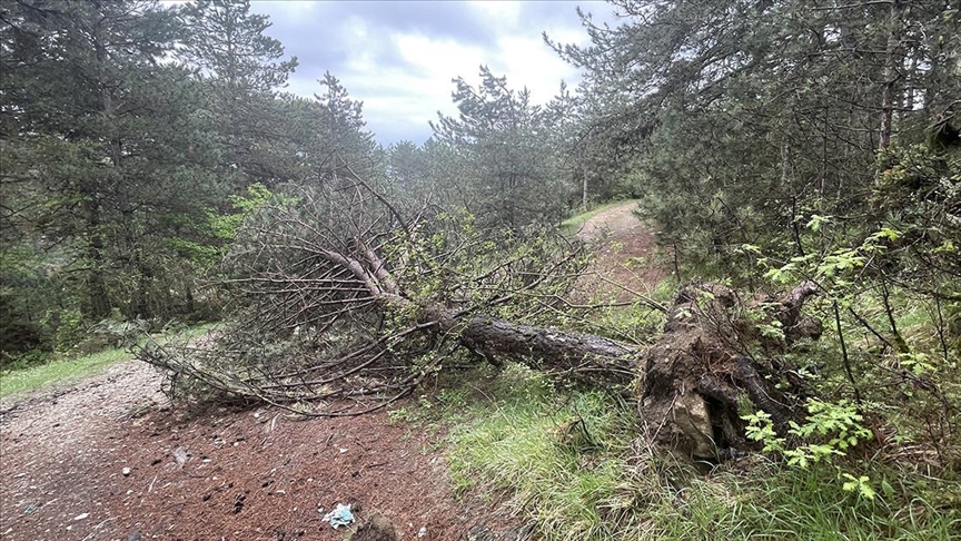 Bolu'da kış aylarında fırtınada devrilen ve kırılan çam ağaçları kaldırılıyor