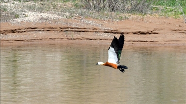 Buzları çözülen Asboğa Gölü göçmen kuşlarla şenlendi
