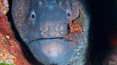 Ayvalık'ta müren balığı ile karidesin simbiyotik ilişkisi kameralara yansıdı 