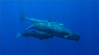 İspermeçet balinalarının iletişimlerinin düşünülenden daha detaylı olduğu belirlendi