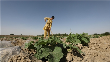 کشاورزان افغان در انتظار راه‌اندازی کانال قوش‌تپه