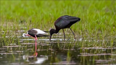 Türkiye's Kizilirmak Delta, hosting endangered bird species, seeks UNESCO status