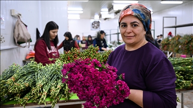 صادرات بیش از 70 میلیون شاخه گل به مناسبت روز مادر از ترکیه به اروپا