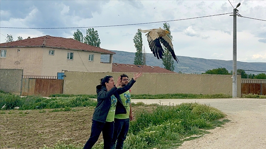Nesli tehlike altındaki küçük akbabalar 67 bin kilometre göç yolculuğu yaptı