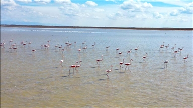 بحيرة الملح التركية.. جنة طيور الفلامينغو