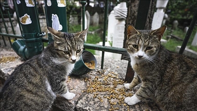 Zahvaljujući entuzijastima: Mačke kod sarajevske džamije Ferhadija dobile hranilicu i pojilicu