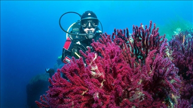 Турецкий документалист запечатлел красные кораллы Айвалыка
