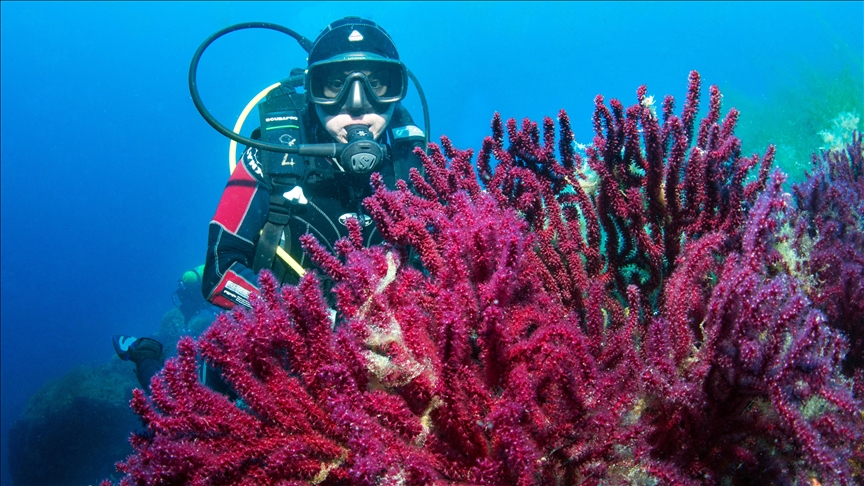 Endangered red corals in northwestern Türkiye captured in stunning footage