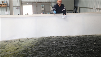 کارآفرینان ترکیه‌ای سالانه 5 میلیون بچه ماهی قزل آلا تولید می‌کنند