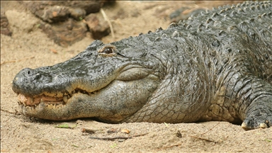 Pakistan’s marsh crocodiles falling prey to climate ravages