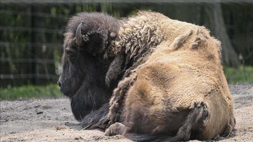 Scientists found herd of European bison in Romania's mountains can help combat climate change