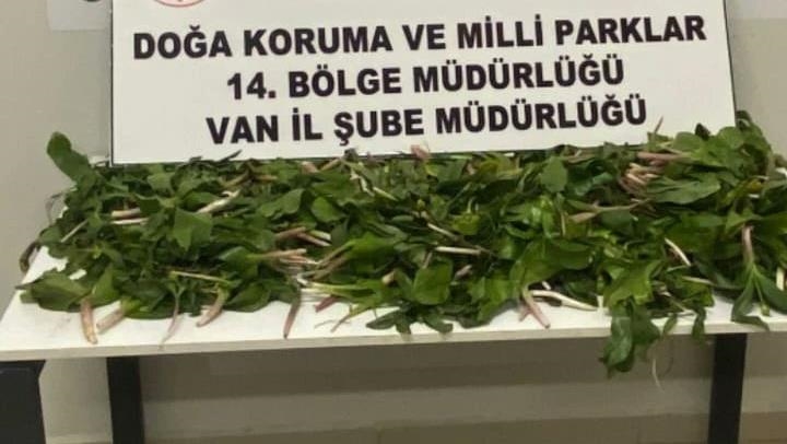 Van'da "dev soğan" bitkileriyle yakalanan İran uyruklu 6 kişi yakalandı