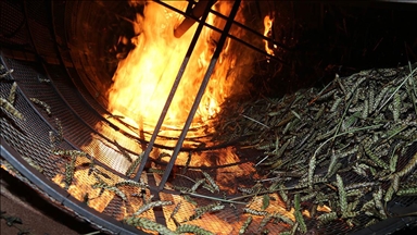 Taze buğday başakları odun ateşinde firiğe dönüşüyor