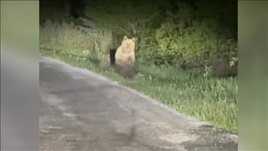 Kastamonu'da yolda koşan ayılar cep telefonuyla görüntülendi