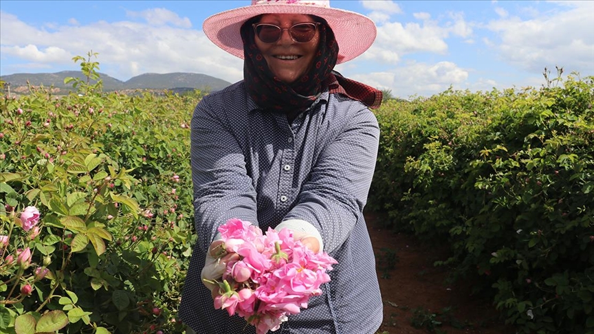 Isparta'da erken başlayan gül hasadında rekolte beklentisi yüksek