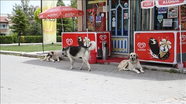 Eskişehir'in Odunpazarı ilçesinde sahipsiz köpekler mahalleliyi tedirgin ediyor